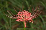 Magic lily <BR>Red spider lily